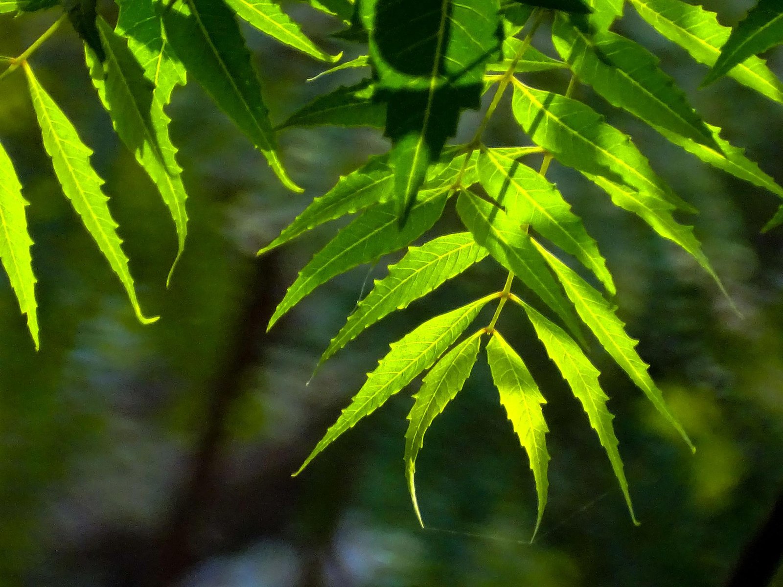 Neem