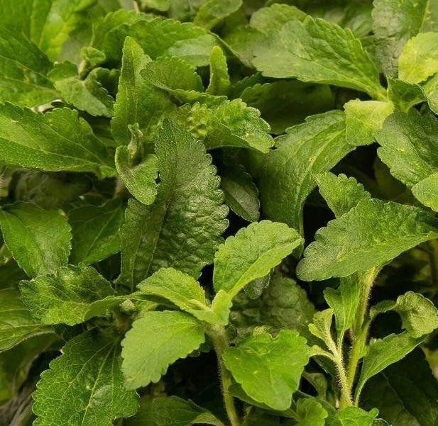 Stevia