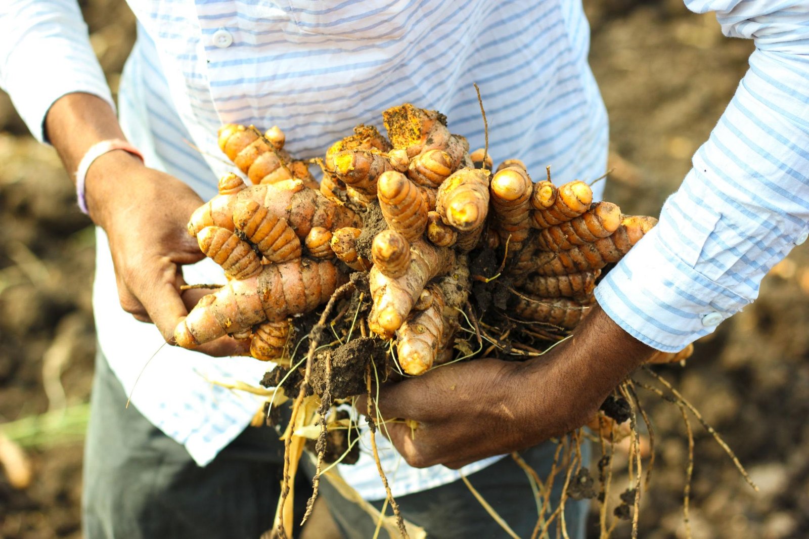 Turmeric