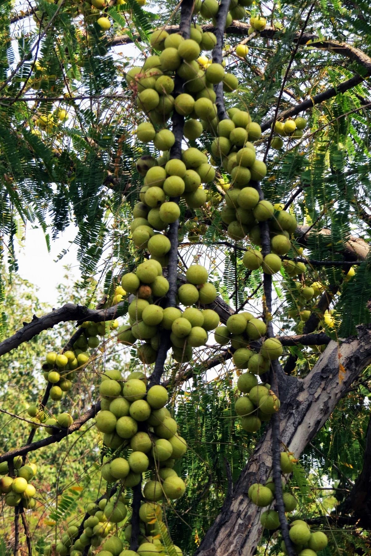 Amla