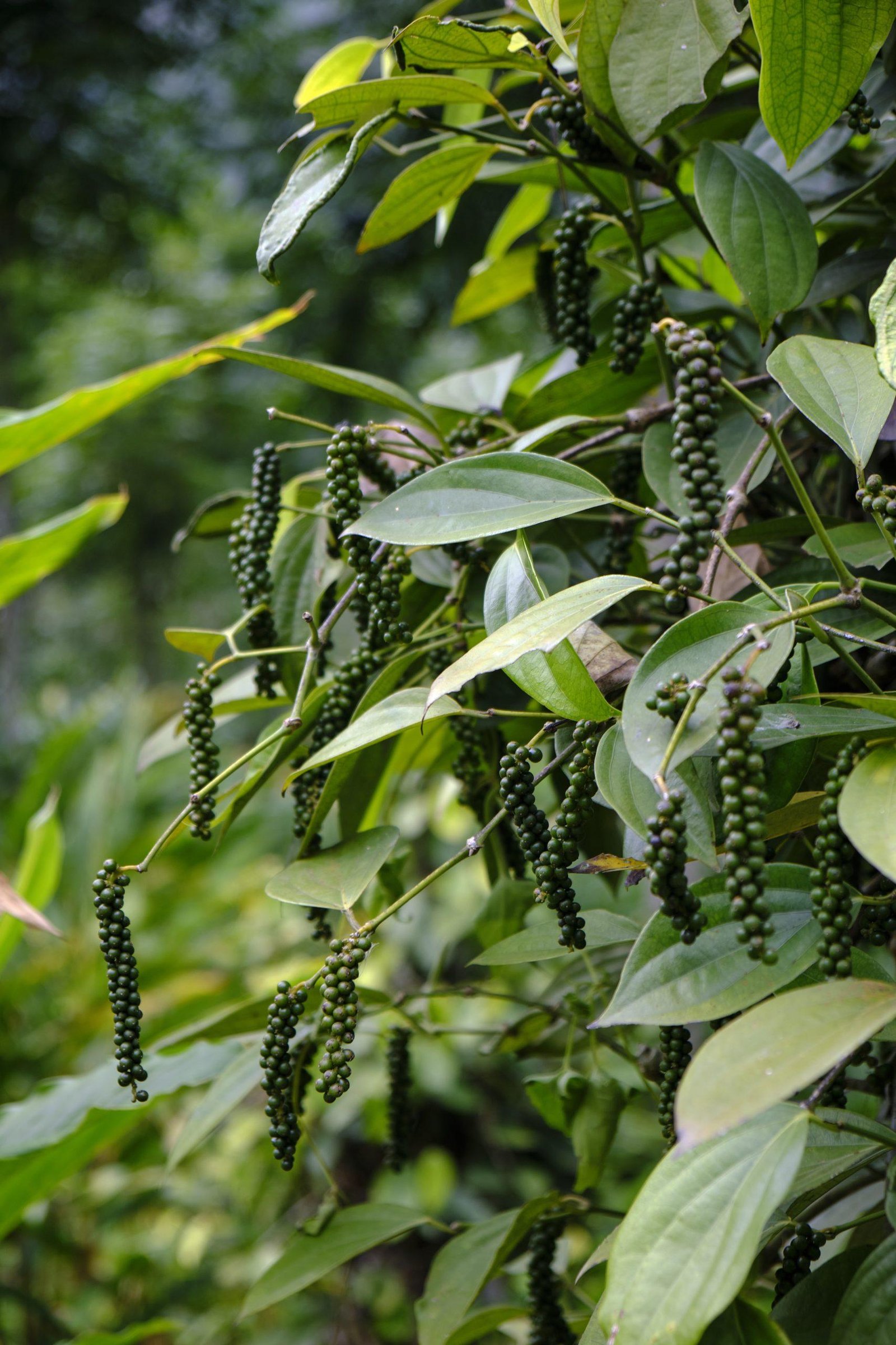 Black Pepper