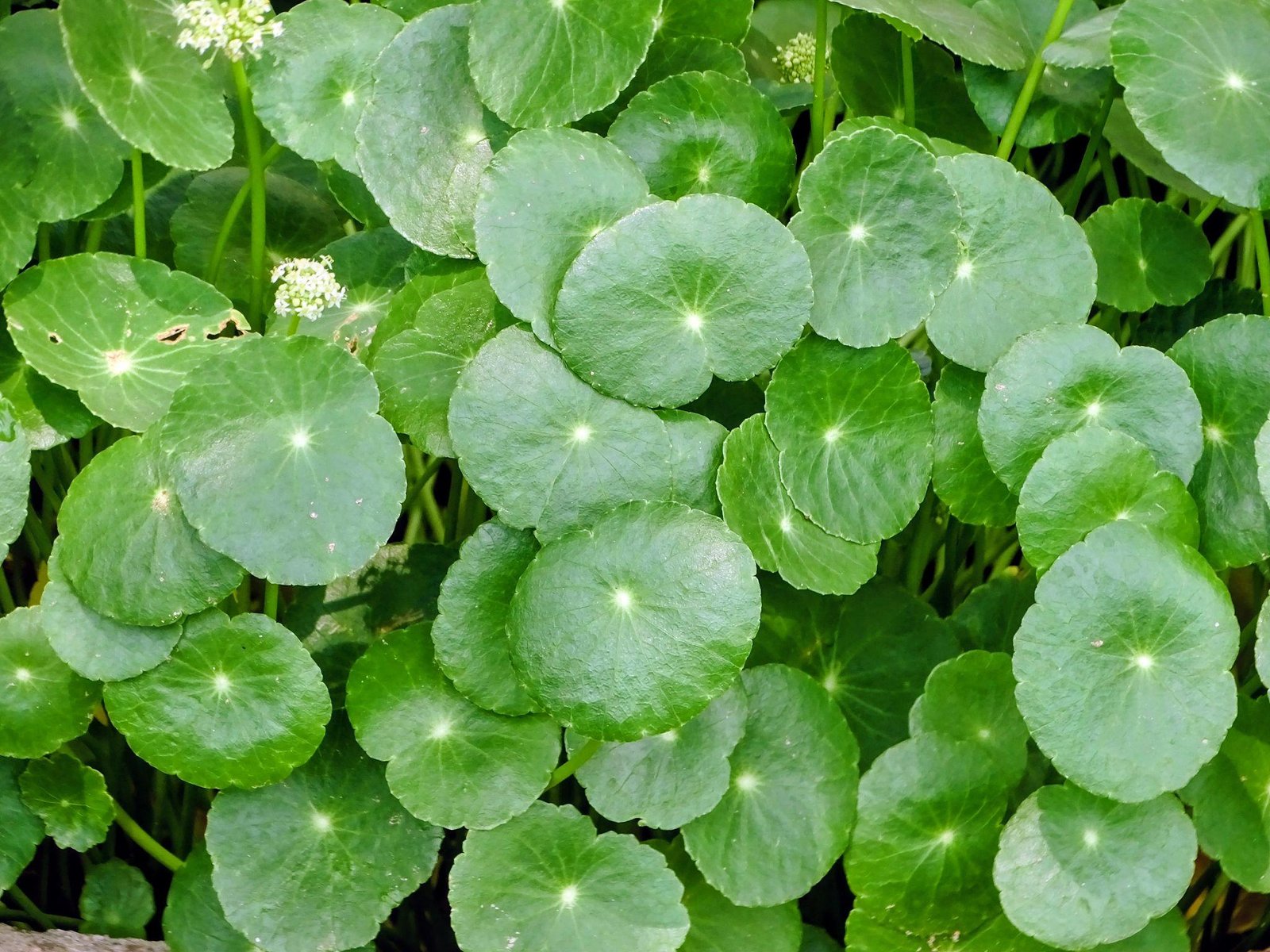 Brahmi