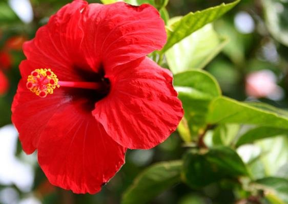 Hibiscus