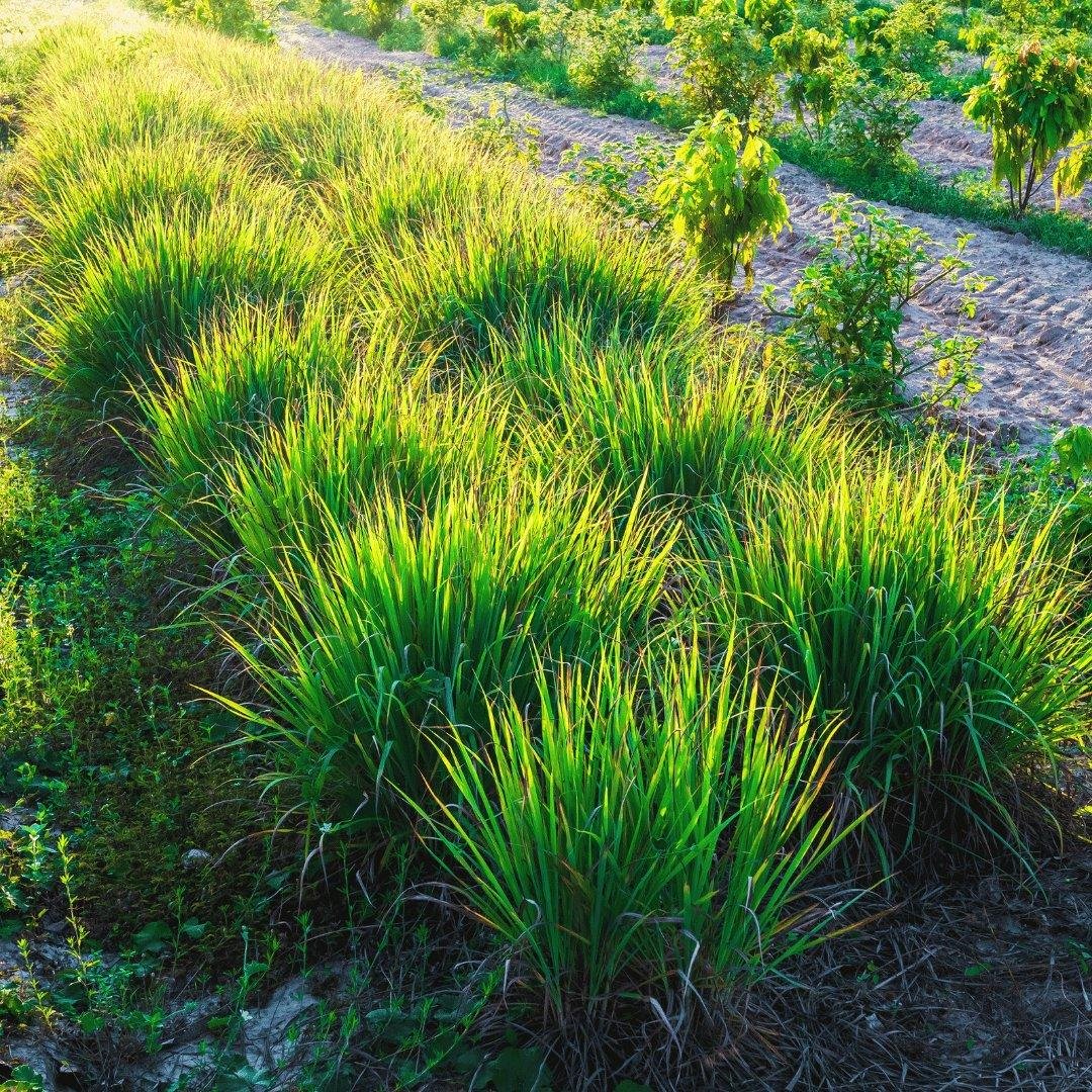 Lemongrass
